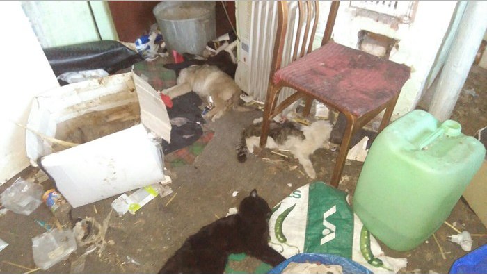 В Екатеринбурге в доме у волонтера нашли 18 мертвых кошек и собак