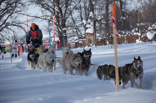 15 февраля стартует очередной этап гонки на собачьих упряжках «Волга Квест-2017»