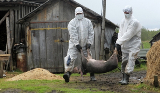 В Самарской области впервые обнаружен очаг африканской чумы свиней