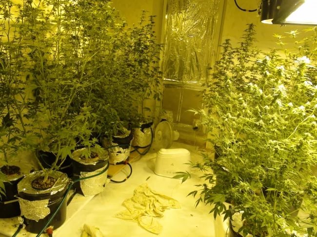 Тольяттинский биолог вырастил в квартире 400 кустов марихуаны