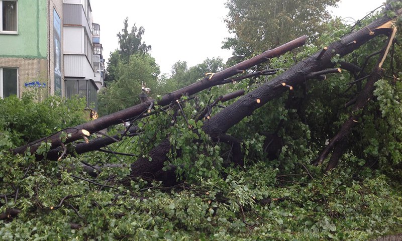 Ночной ураган в Ульяновске повалил более 200 деревьев