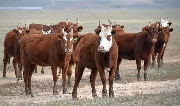 «Бондарская сельхозкомпания» построит в Ульяновской области мясную ферму КРС за 1,5 млрд. рублей