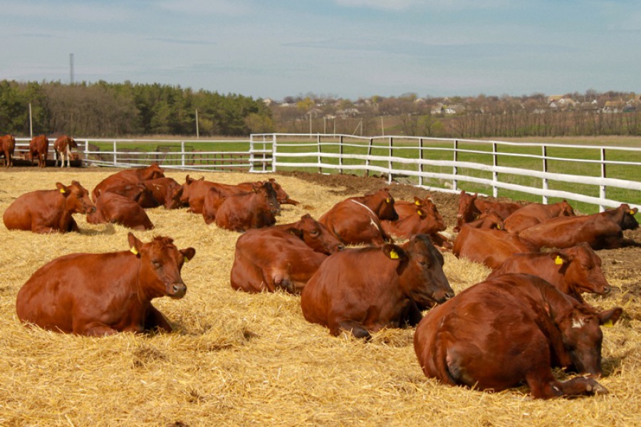 Удмуртия планирует нарастить поголовье мясных пород КРС в 11 раз к 2030 году