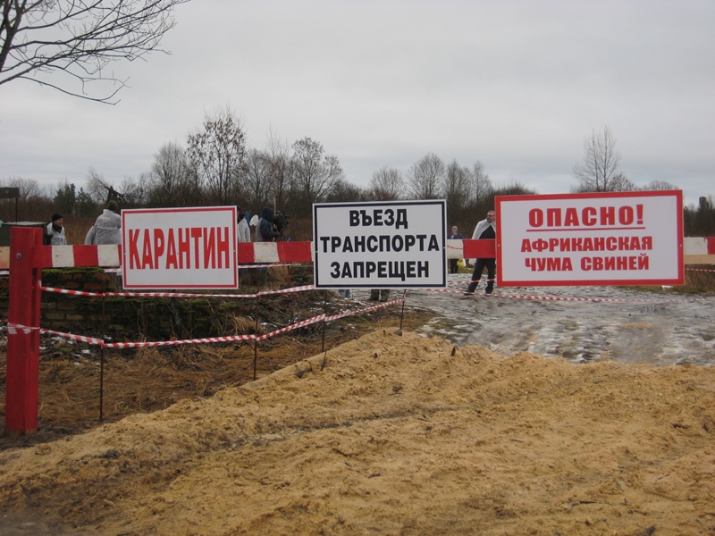 Режим ЧС введен в Кошкинском районе Самарской области из-за вспышек АЧС