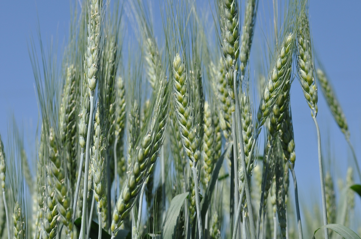 Новый сорт зимостойкой пшеницы вывели ученые Удмуртии