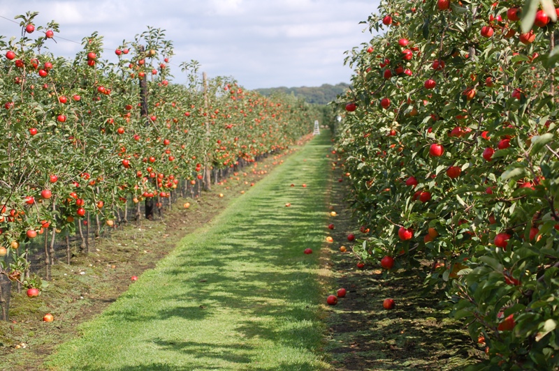 Нижегородские аграрии заложат 80 га садов с плодовыми культурами