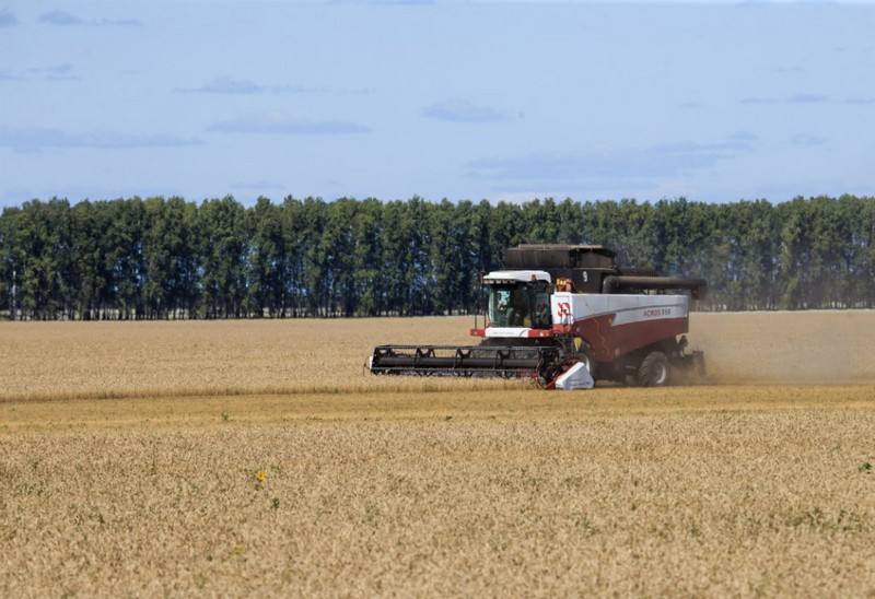 Минсельхоз заявил, что сбор зерна в России в 2023 году может достигнуть 135 млн тонн