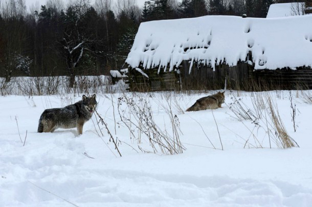 Кировчанка убила лопатой волка, зашедшего во двор дома ее матери