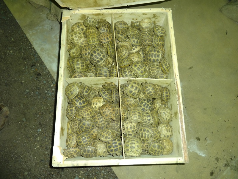 На оренбургской границе задержали 8 тысяч живых черепах