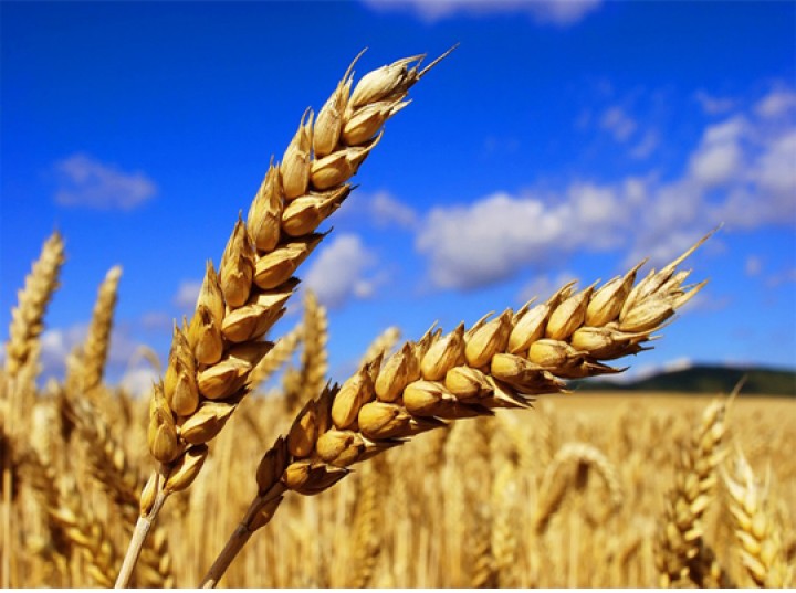 Нижегородская область в 2016г намерена собрать 1,2 млн тонн зерна