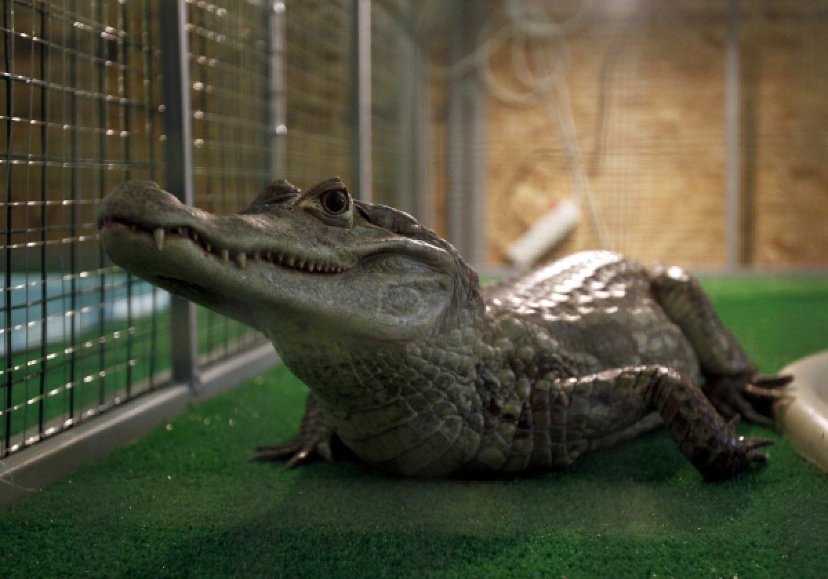 Ручной крокодил Гена сбежал из передвижного цирка в Саранске