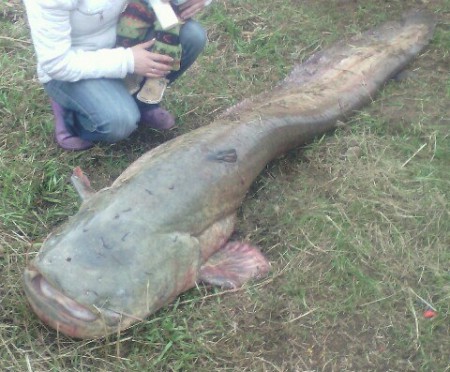 Татарстанский рыбак выудил из Камы стокилограммового сома