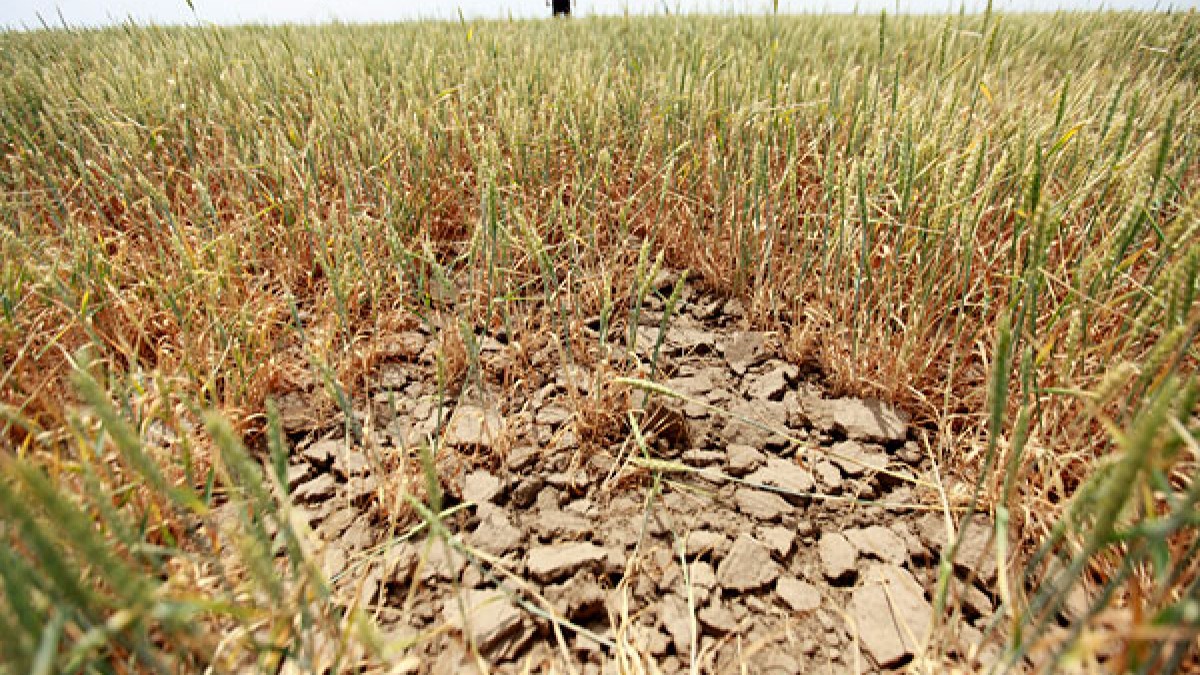 В Оренбуржье введен режим ЧС в связи с засухой и гибелью сельхозкультур