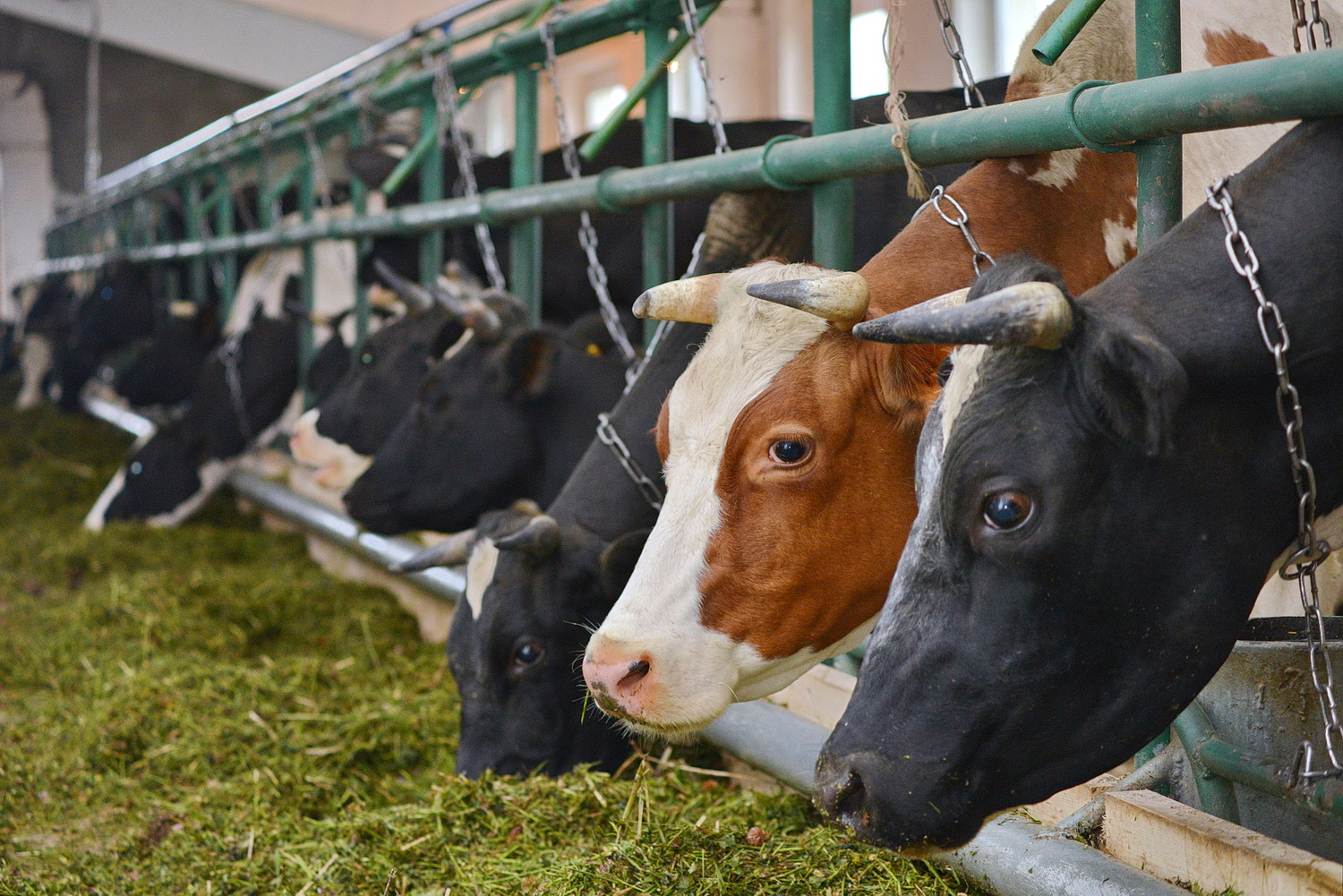 Сельхозпредприятие «Мир» построит в Удмуртии мегаферму на 5 тыс. коров