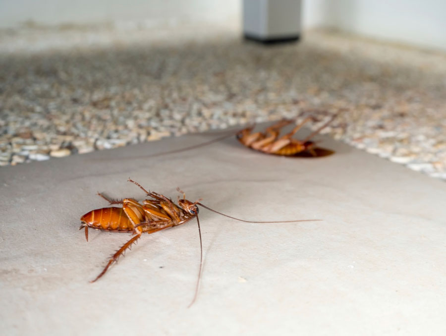 Роспотребнадзор обнаружил тараканов в столовой ижевской гимназии