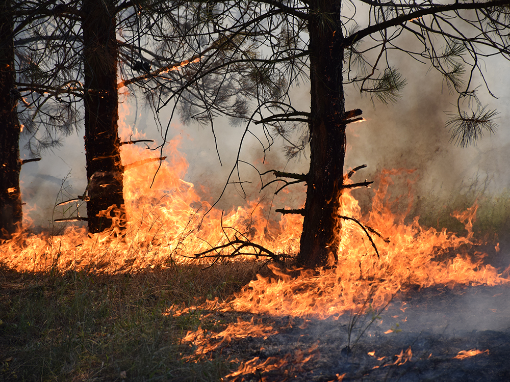 Лес на площади 60 га горит в Саратовской области