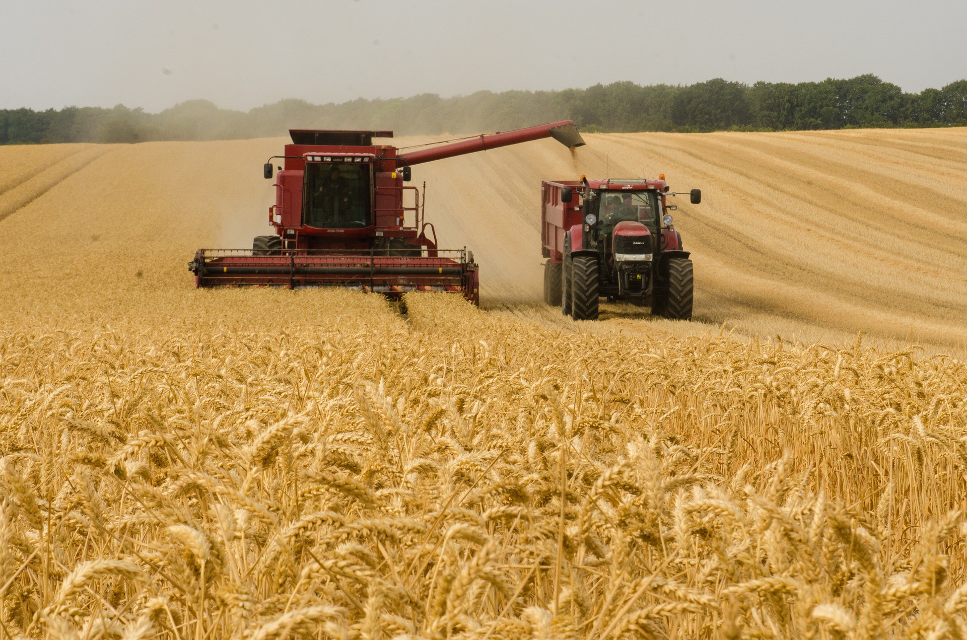 Урожай зерновых в Нижегородской области в 2020 году вырос на треть