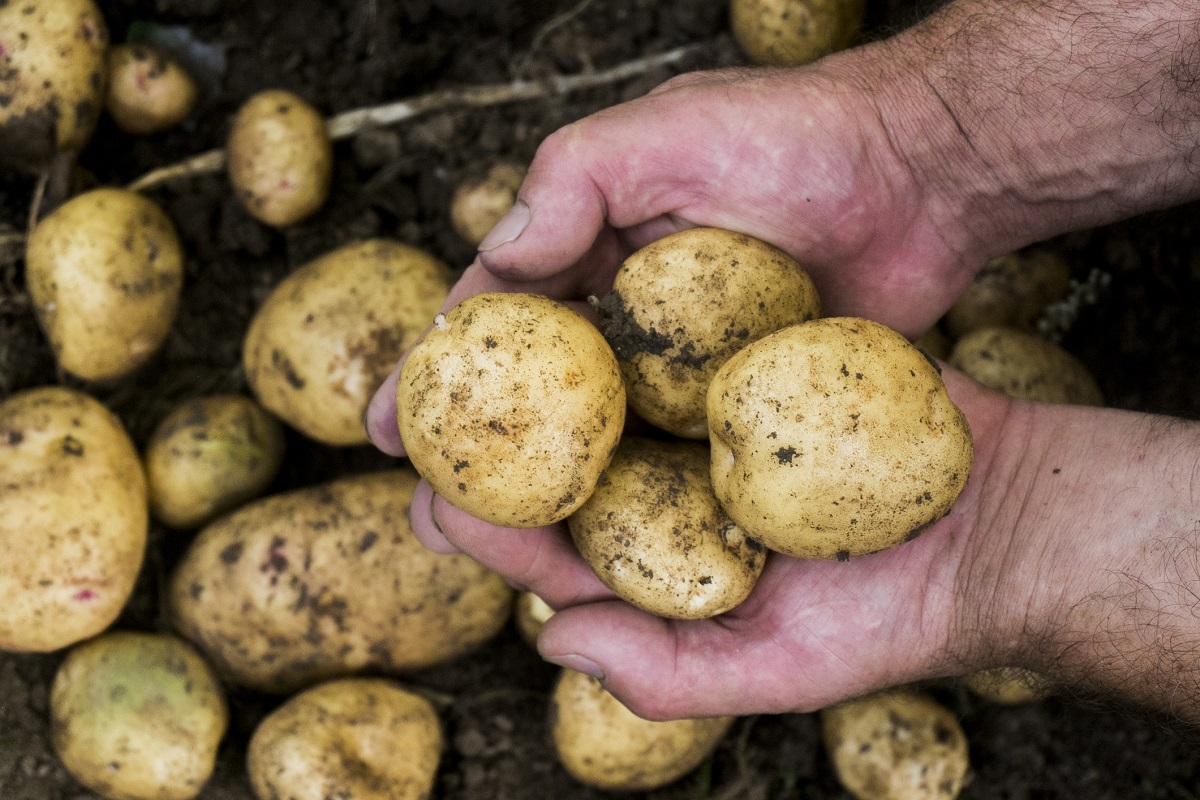 Новый высокоурожайный сорт картофеля выведен в Самарской области