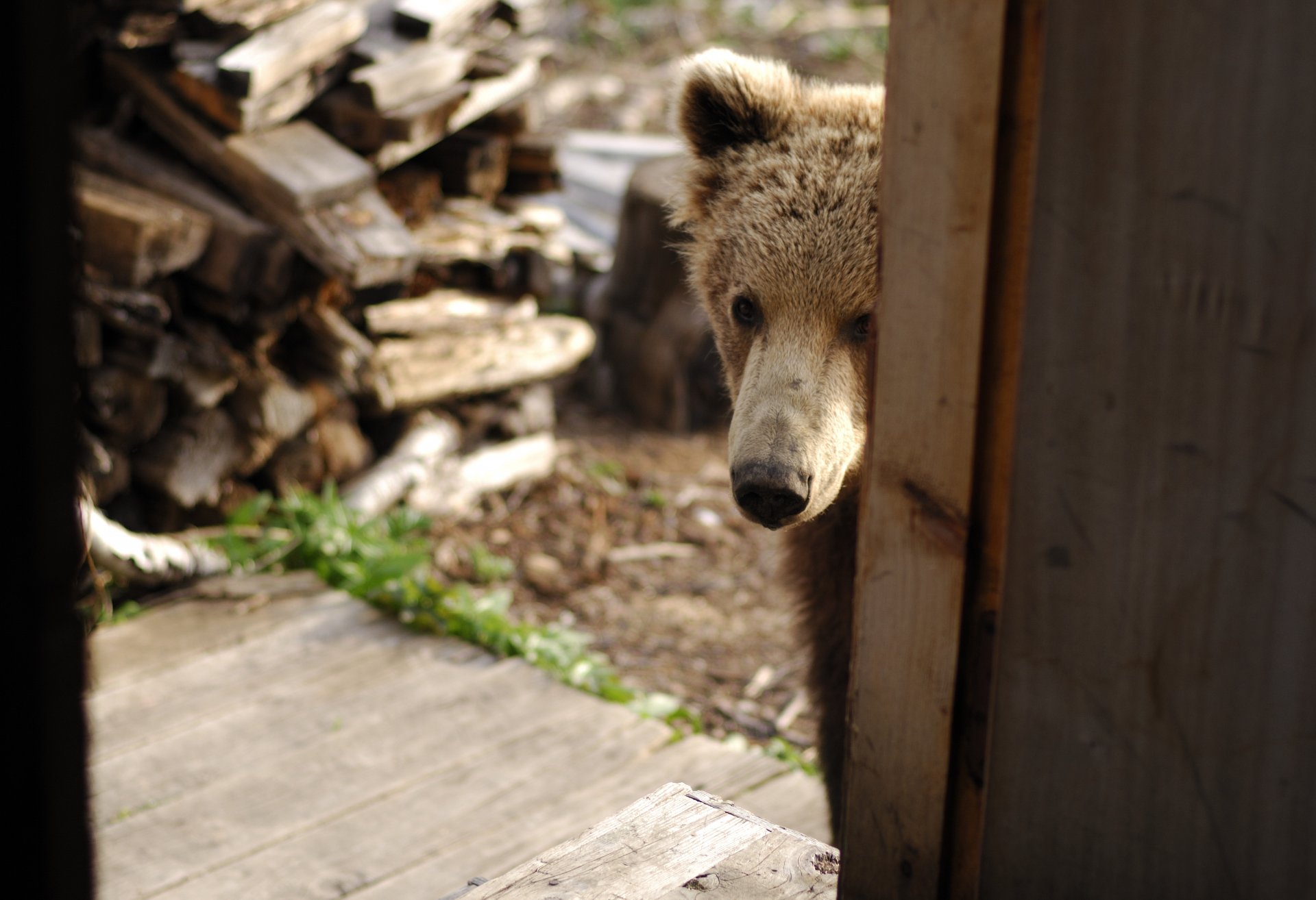 Жительницу Саратова оштрафовали за содержание дома бурого медведя