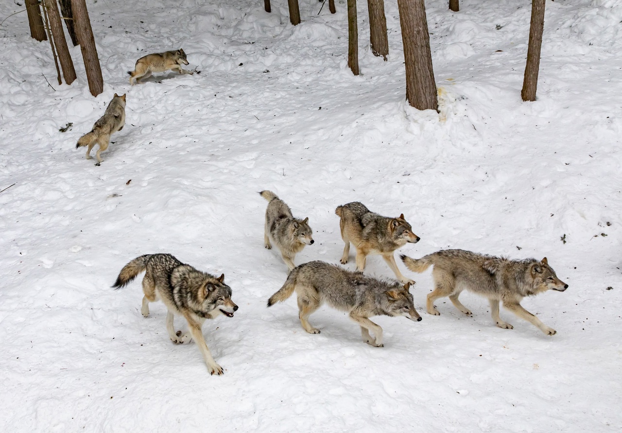 Кировские власти компенсируют затраты охотников на добычу волков