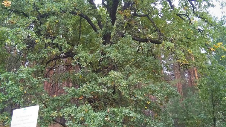 Ульяновский 193-летний дуб стал памятником живой природы