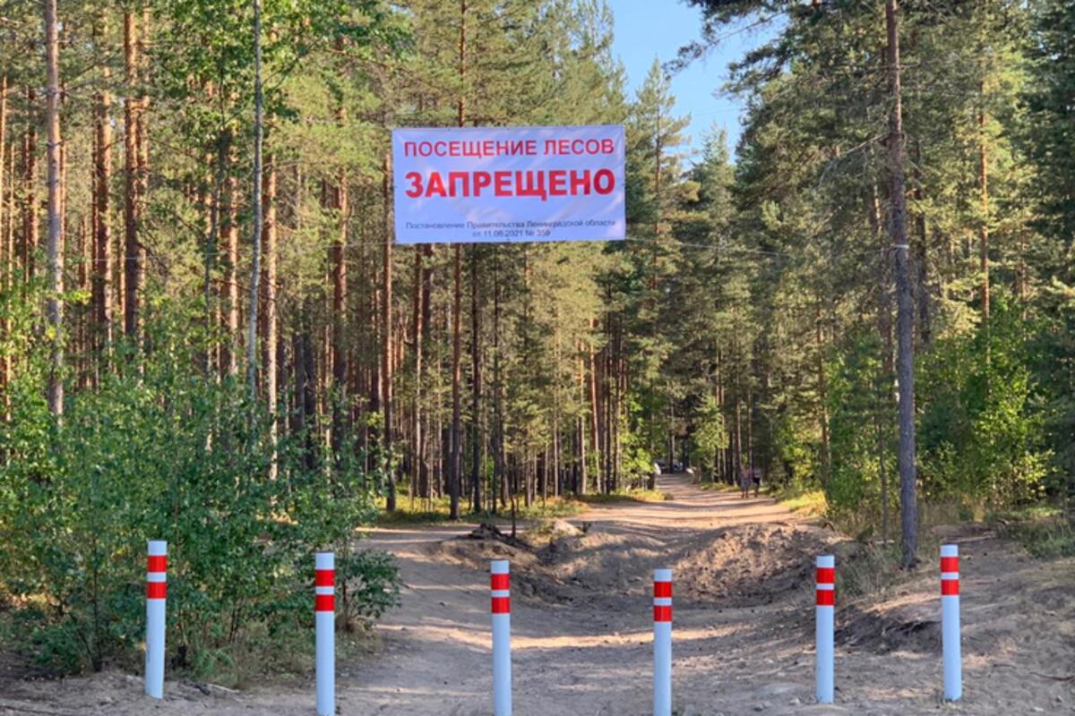 В Саратовской области до конца лета  ограничено посещение лесов