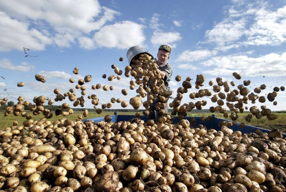 Международный день картофеля планируют проводить с 2023 года ученые Удмуртии