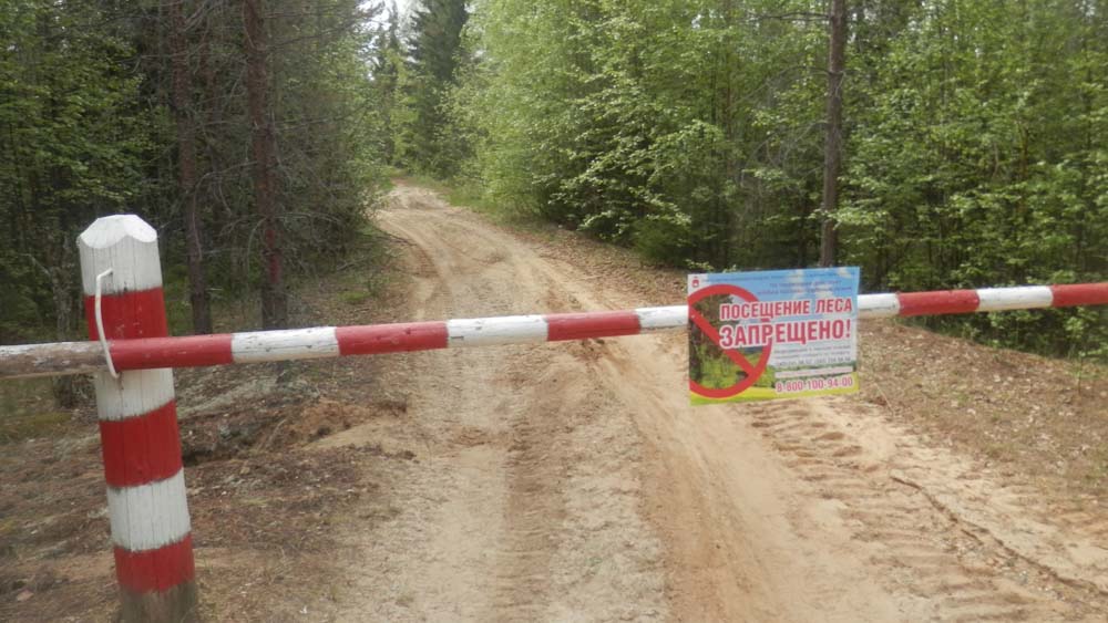В Самарской области до 1 октября будет действовать запрет на посещение лесов